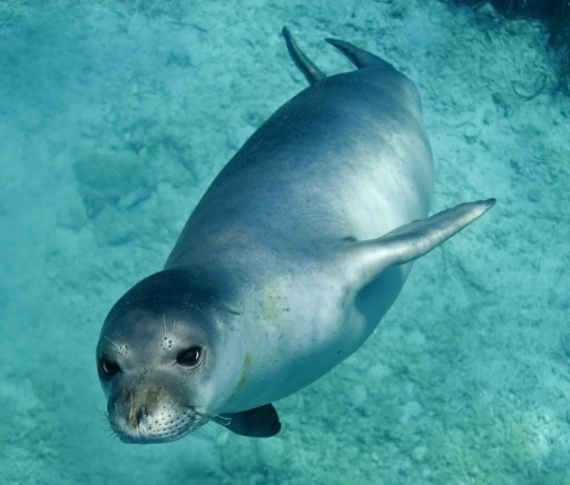 Seal In The Sea