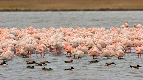 Flamingos