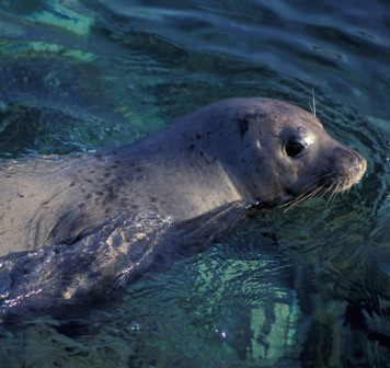 Seal In The Sea